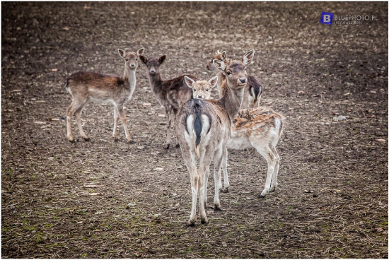trawers_brodnica_2016__IMG_0308