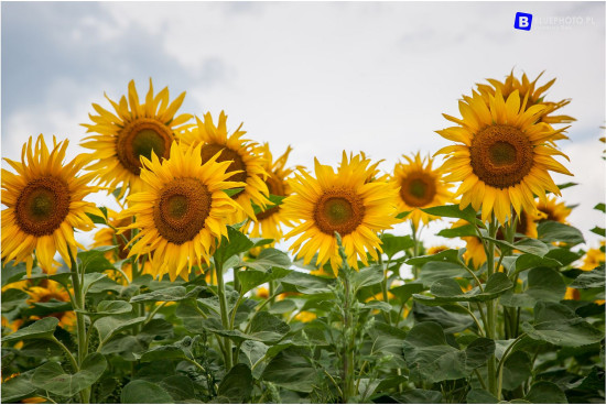 Rumunia2017_IMG_4562