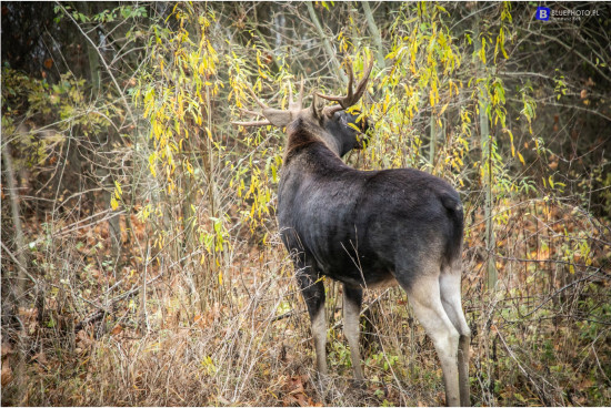 MAZURIA_2024_BLUE9753