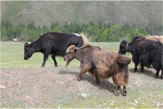 hilux_mongolia___IMG_4481