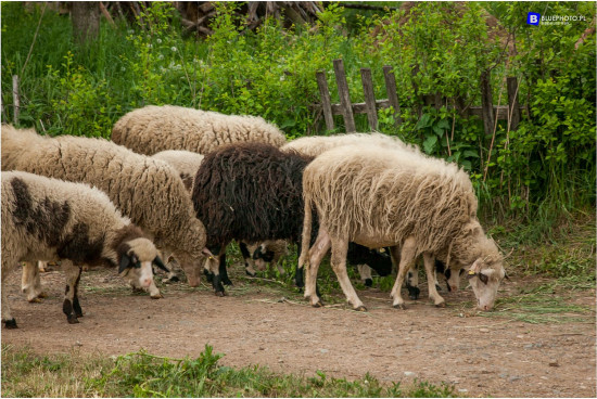 2018.05_SERBIA__IMG_7984