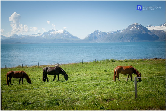 skandynawska_petla_2016__IMG_7991